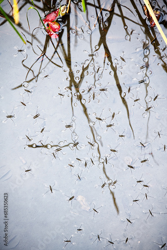 Water striders walking on the shallow water photo