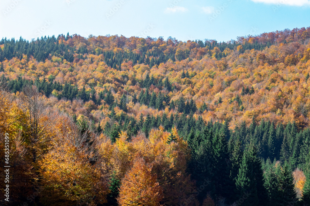 Hill with bright blue sky on top with forest of pines and yellow deciduous trees