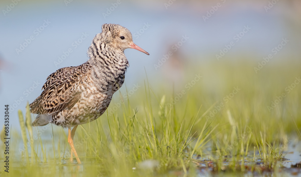 Ruff - male bird at a wetland on the mating season in spring Ruff - male bird at a wetland on the mating season in spring