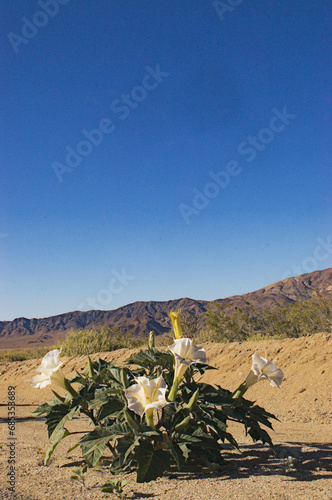 Joshua Tree beauty, with  sacred datura blooming with color & life  amidst the desert and mountains and cool blue sky. Different take on lkandscape & nature.