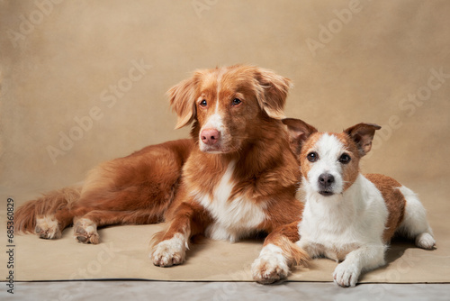 A Nova Scotia Duck Tolling Retriever and Jack Russell Terrier share a serene moment in a studio setting. Their expressions capture a sense of companionship. Two dogs together  © annaav