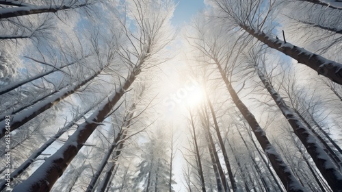  the sun shines through the tall trees in the winter forest, with snow on the ground and bare trees in the foreground.