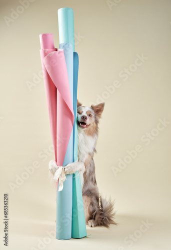 Dog with paper rolls in studio, a playful helper in crafting. The Border Collie joyful demeanor enlivens the creative scene photo