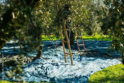 Harvesting fresh olives from agriculturists in an olive tree field in turkey, turkey for olive oil production