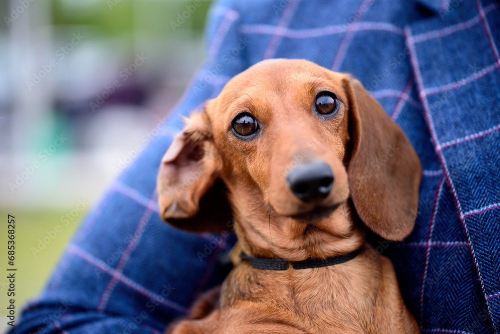 Portrait of cute red smooth dachshund dog.