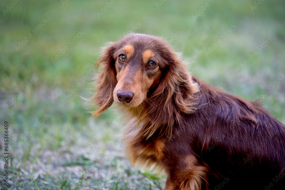 The long-haired dachshund sits on the green grass and looks to the side.