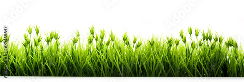 Fresh spring green grass on white background