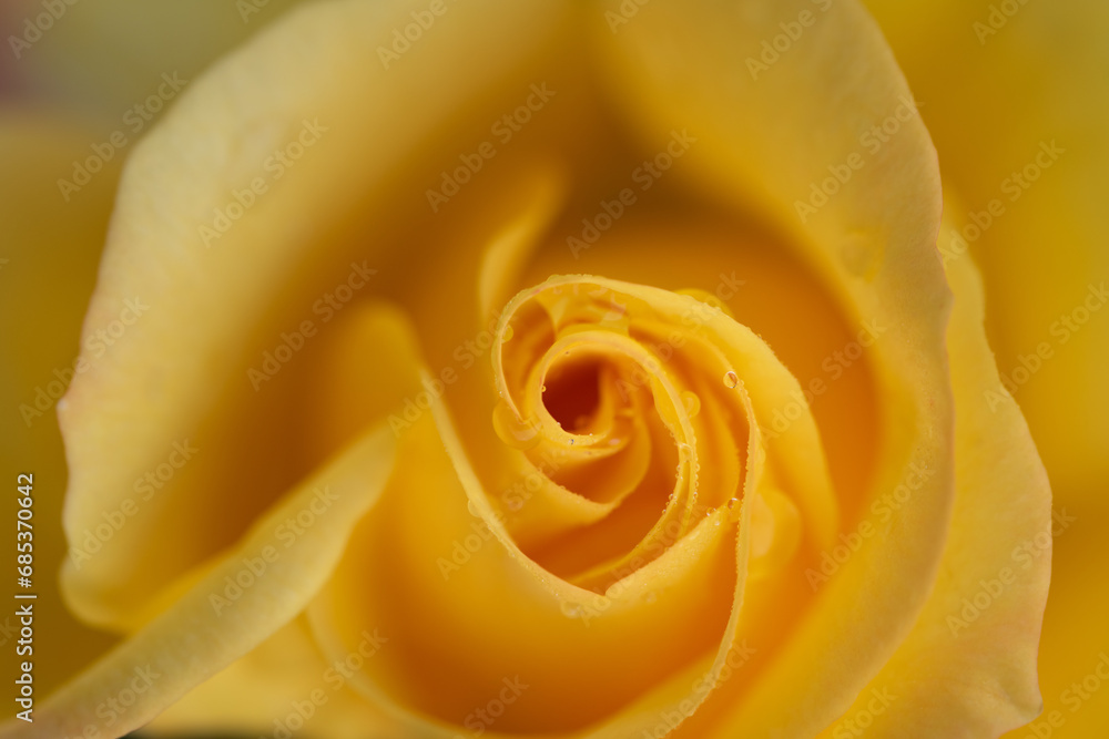 Close-up of a yellow rose blossom from above. The leaves are opening. Small drops of water hang from the petals. The leaves form a spiral