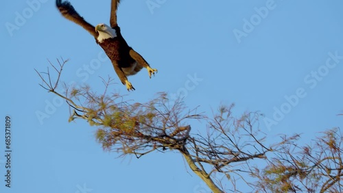 Beautiful shot of Bald Eagle sitting atop of a tree - eagle flies away in super slow motion as camera tracks him.  Sunset golden hour.  4K.