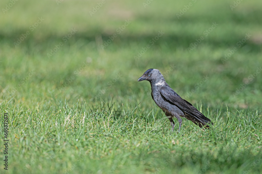 Western Jackdaw (Coloeus monedula) standing in the grass. Western Jackdaw (Coloeus monedula) standing in the grass.