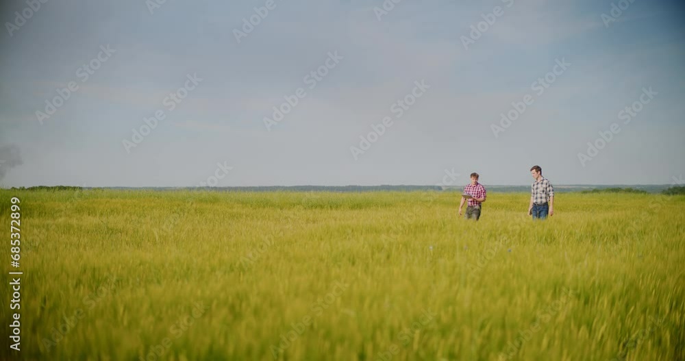 Farmer Examining Crops In Agriculture Field Wheat Before Harvesting Farmer Examining Crops In Agriculture Field Wheat Before Harvesting