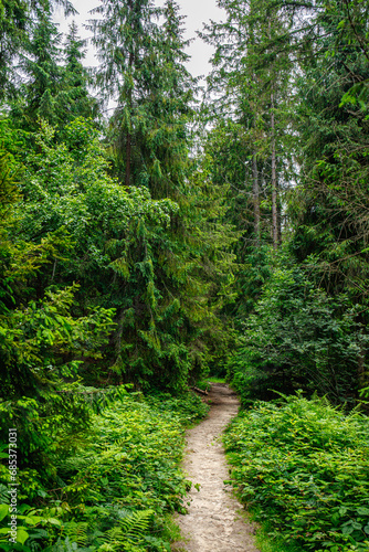 Path leading through dense spruce forest. Tourist route.