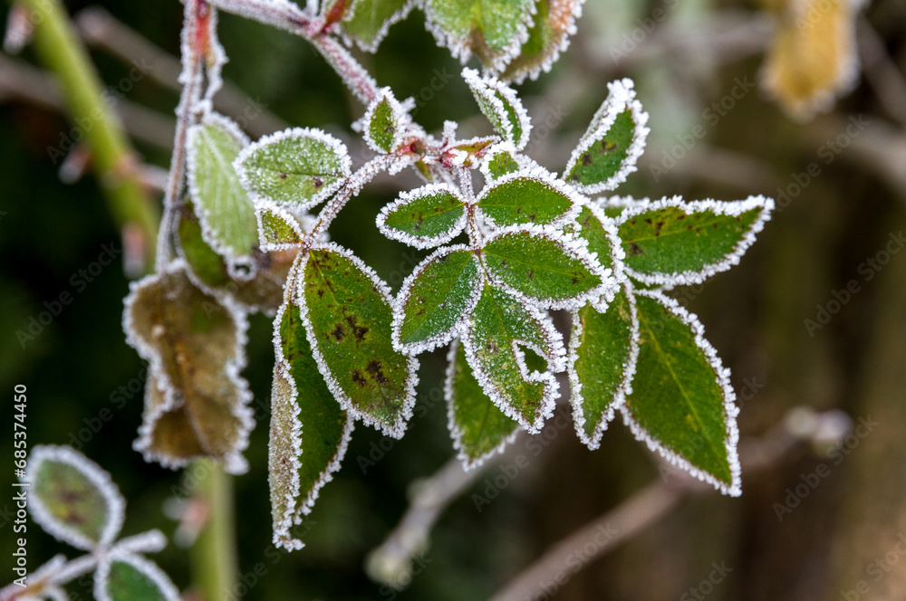Rose leaves covered with white frost Rose leaves covered with white frost