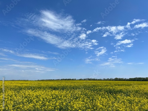 rapeseed field and sky