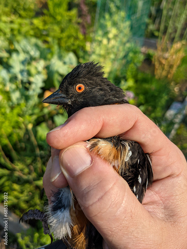 A Spotted Towhee (Pipilo maculatus) held in the photographer's hand after being rescued from garden netting. photo