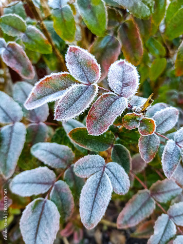 Ilex branches and leaves in the garden covered with morning white frost