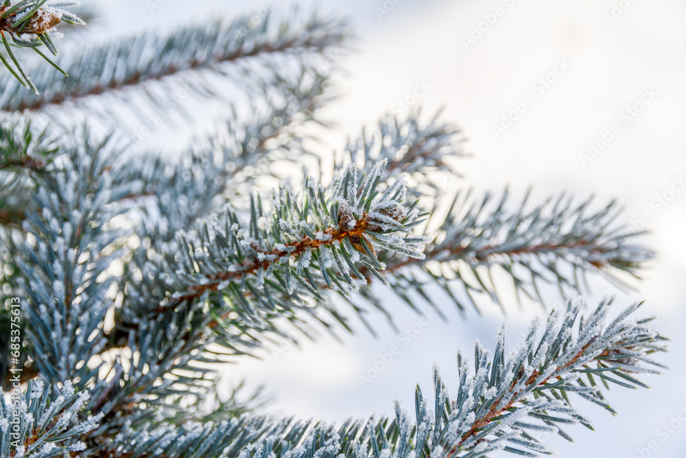 Green spruce branches in the garden covered with morning white frost Green spruce branches in the garden covered with morning white frost