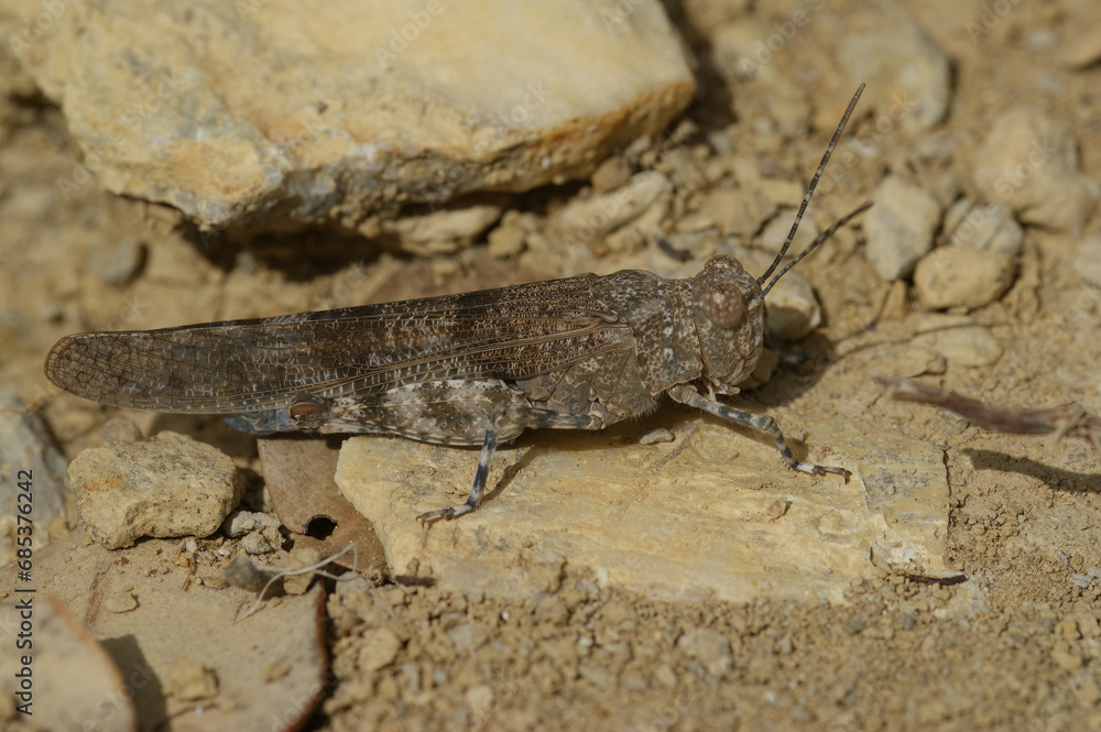 Closeup on a blue-winged sand grasshopper, Sphingonotus caerulans sitting on a stone