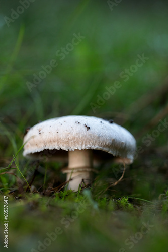 Mushroom in the pine forest.
