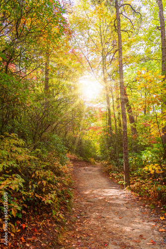 Sunshine in Hiking Trail, Western North Carolina © Ruth P. Peterkin