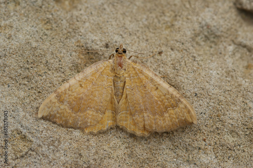 Closeup on a colorful yellow shell moth, Camptogramma bilineata, sitting on a stone photo