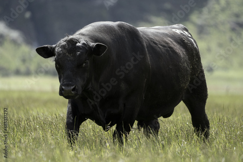 Black Angus breeding bull standing in pasture on New Zealand farm