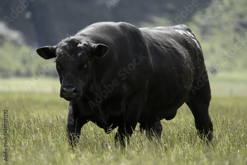 Angus bull on a New Zealand farm