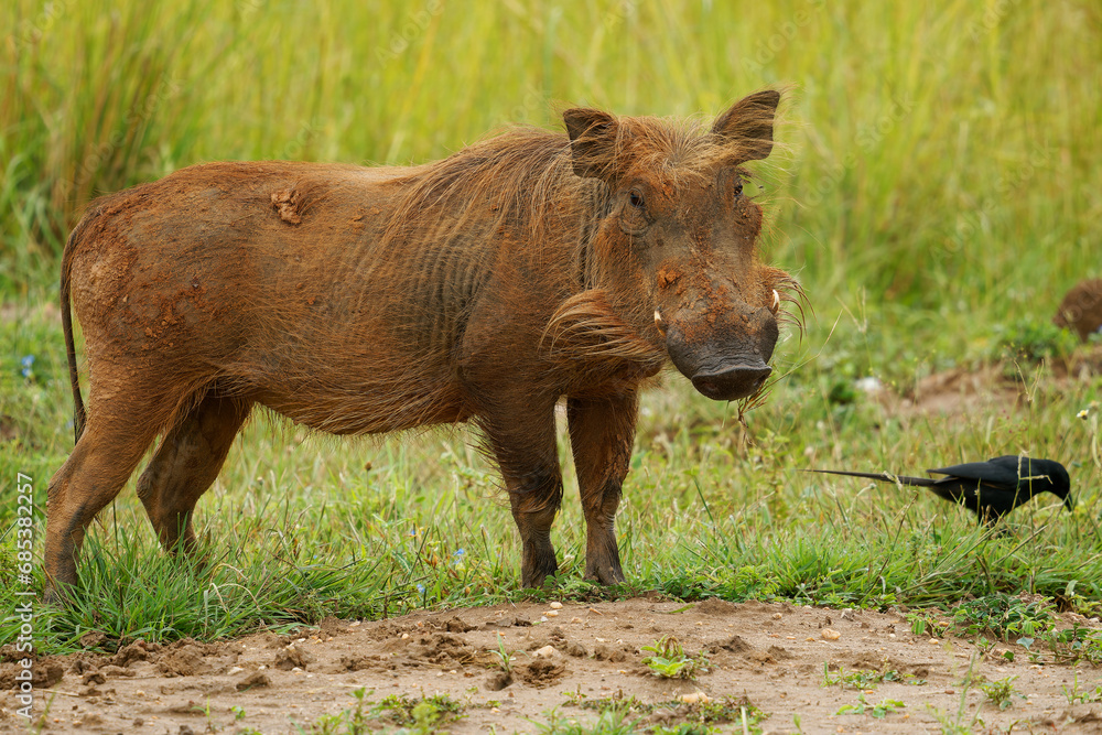 Fototapeta premium Common Warthog - Phacochoerus africanus member of Suidae found in grassland, savanna and woodland, warthog pig in savannah in Africa. Red brown pig on the green grass in Uganda with black bird