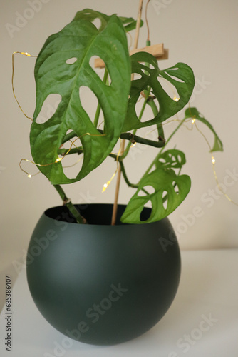 Monstera monkey mask