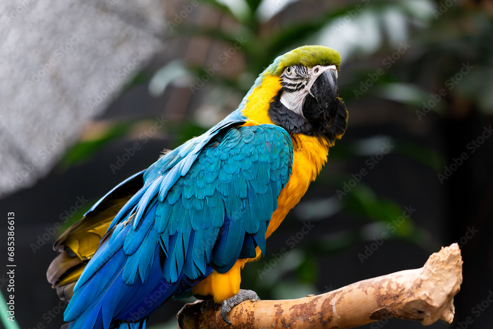 blue and yellow macaw on a perch. blue and yellow macaw on a perch.