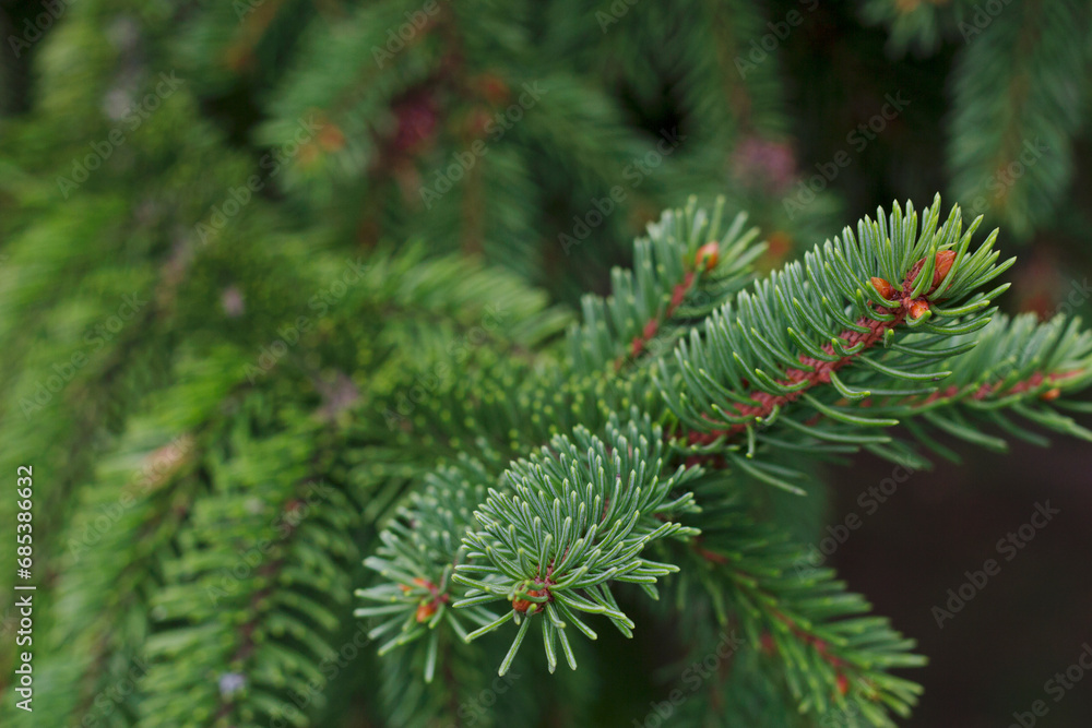 close up of spruce branch with green needles