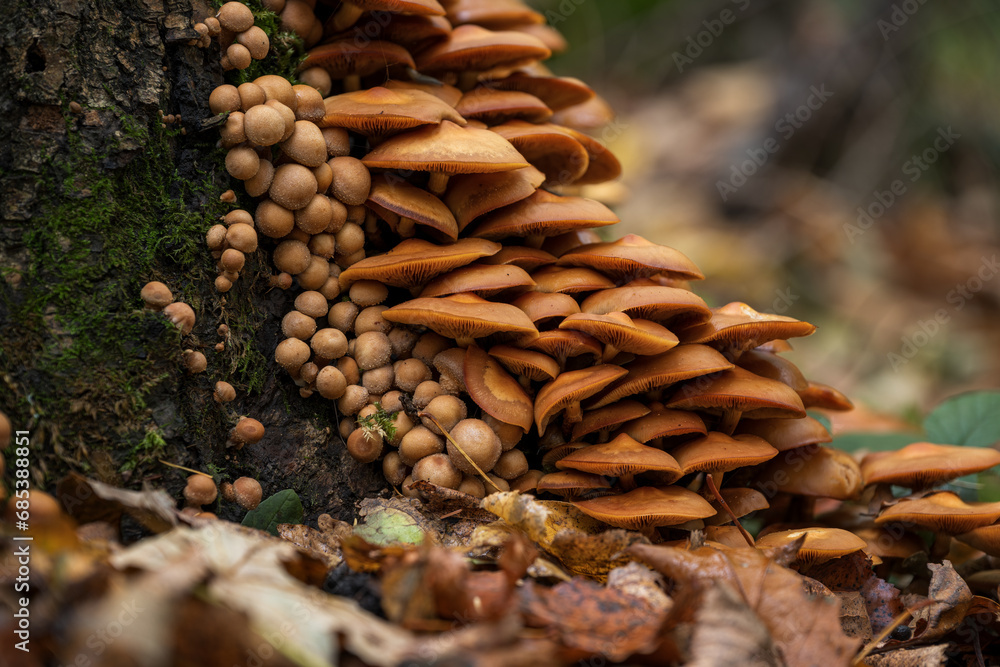 Wood rot fungus on a stump. Wood rot fungus on a stump.