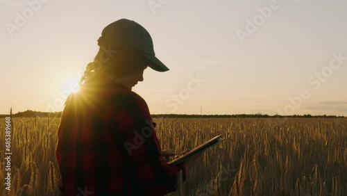 A girl agronomist with a tablet in the field checks the ripeness of wheat.