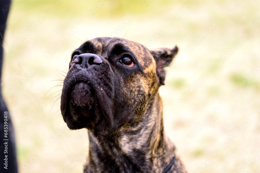 Portrait of Dogo Canario is a Spanish breed of large dog of mastiff