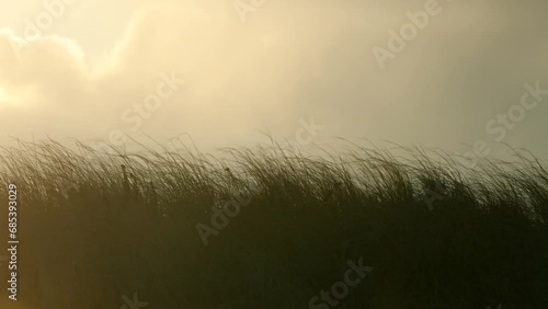 Windy Beach Grass in the Dunes at Chatham, Cape Cod in Massachusetts, photo