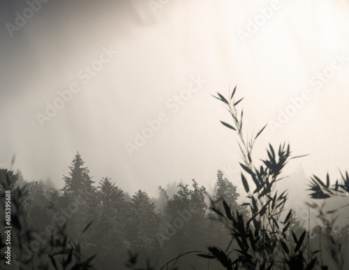 Bamboo silhouette and landscape. Beautiful art background of plant leaves.