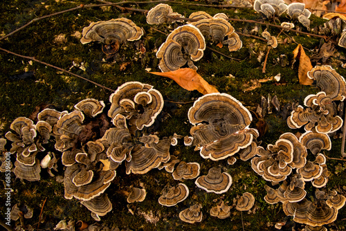 Turkey tail mushrooms growing on a log in a forest in Iowa in the fall. photo