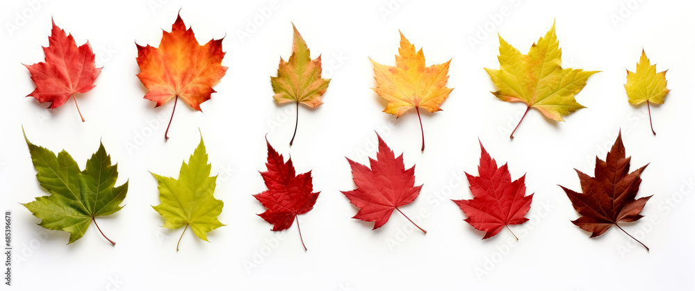 maple leaf's on white background, red and green maple leaves. maple leaf's on white background, red and green maple leaves.