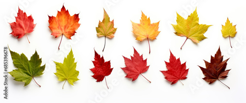 maple leaf's on white background, red and green maple leaves. 