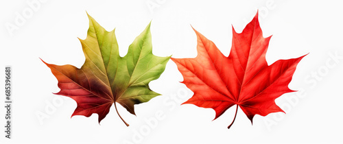 maple leaf's on white background, red and green maple leaves.   photo