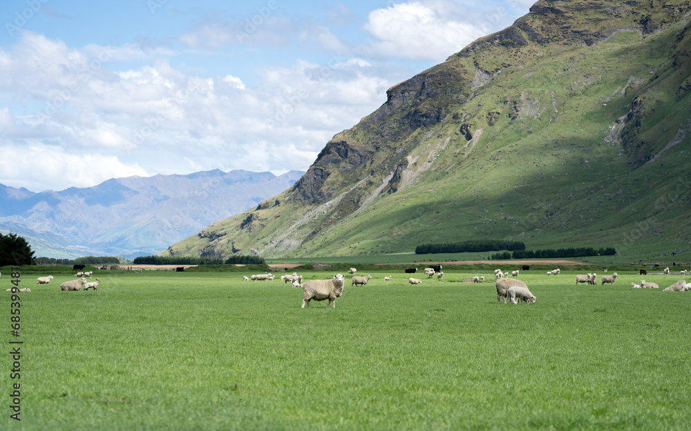 New Zealand sheep in a paddock scenic landscape