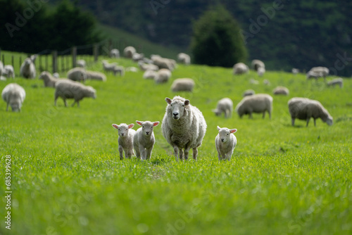 New Zealand Sheep with lambs on farm 