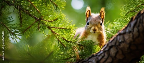 Summer fur of Siberian (Altai) squirrel in Siberian cedar thickets in Krasnoyarsk Territory.