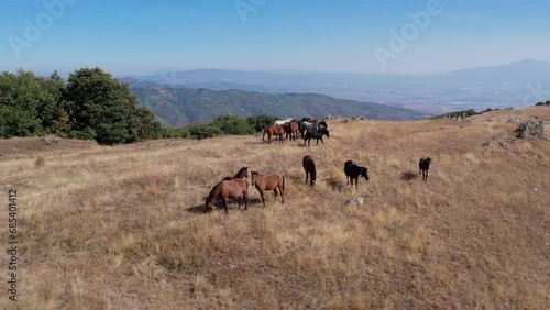 Herd of purebread wild horses grazing on mountian meadow pasture, slow motion aerial shot photo