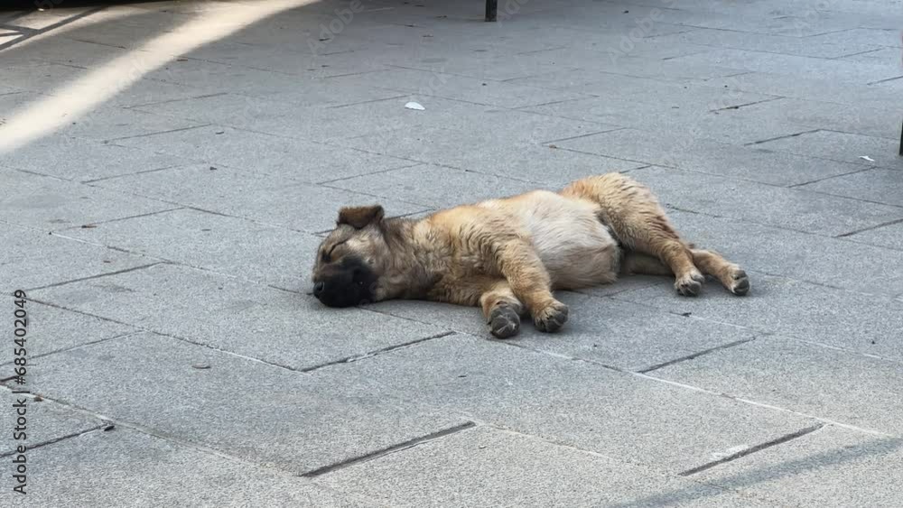 Homeless and abandoned adult dog lying resting on the ground pavement in the city Homeless and abandoned adult dog lying resting on the ground pavement in the city