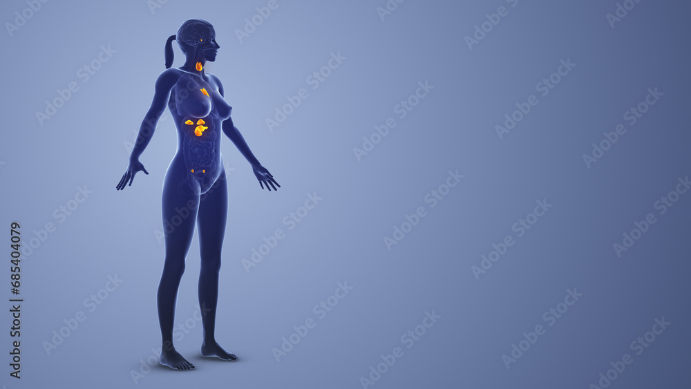 Female Endocrine System medical concept Female Endocrine System medical concept