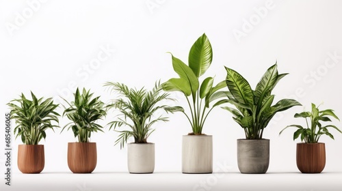 potted plants for the interior. Isolated on white background. 