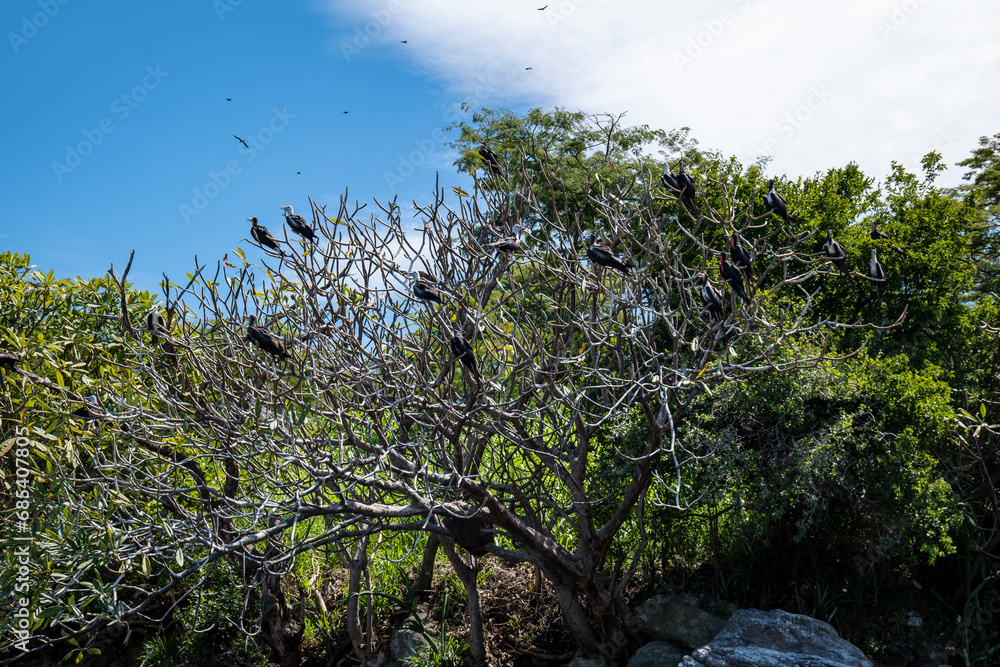 Frigate Birds Perched on Trees (Fregata magnificens) or Man O' war and Flying Over the Ocean Against a Blue Cloudy Sky, From the Family of Seabirds Fregatidae