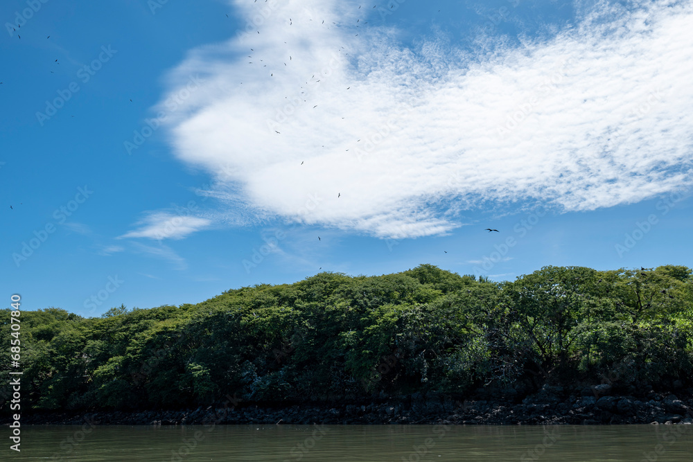 Magnificent Frigate Birds (Fregata magnificens) or Man O' war Flying Over the Forest by the Ocean Against a Blue Cloudy Sky, From the Family of Seabirds Fregatidae