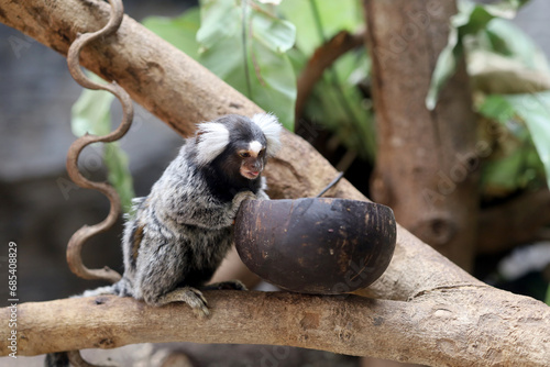 Common Marmoset (Callithrix jacchus) with a cute face on a tree. photo